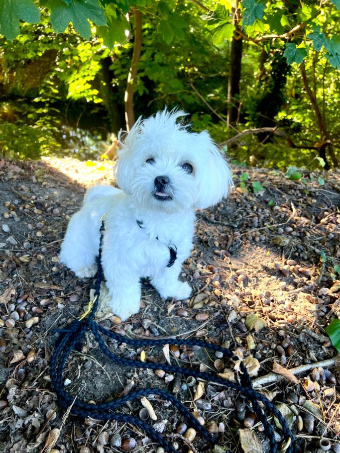 Weißer Hund mit Paracord Hundeleine 