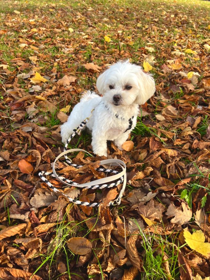 Weißer Hund mit Biothane/Paracord Hundeleine
