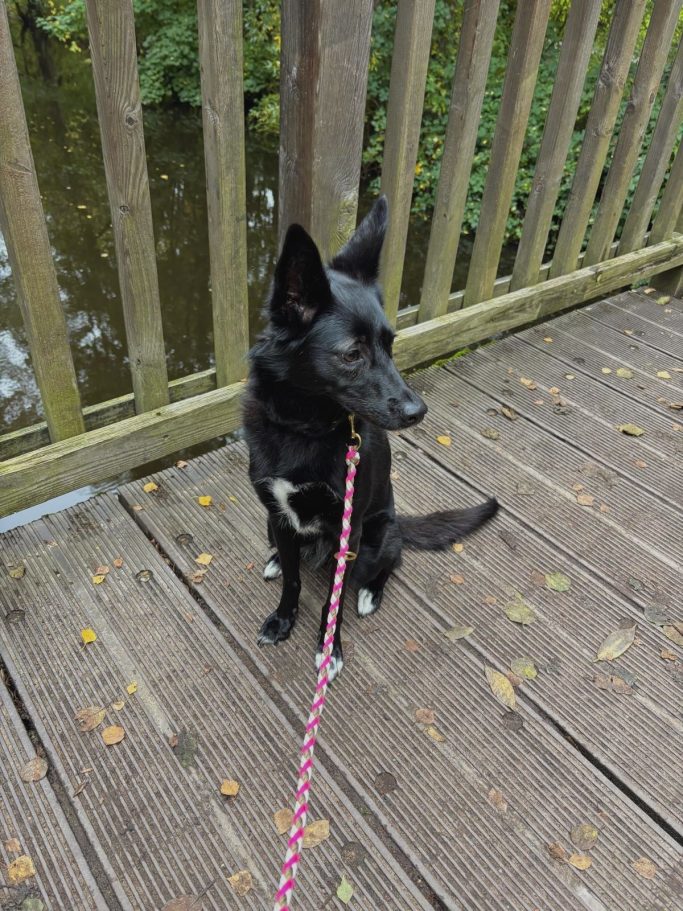 Schwarzer Hund mit Paracord Hundeleine