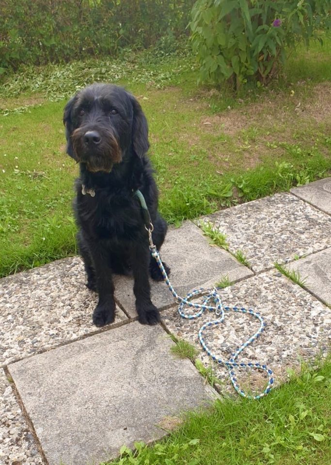 Schwarzer Hund mit Paracord Hundeleine